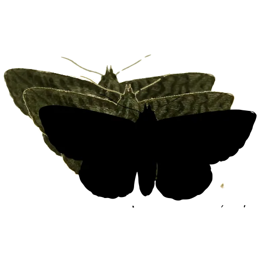 Dark moth with spread wings 04