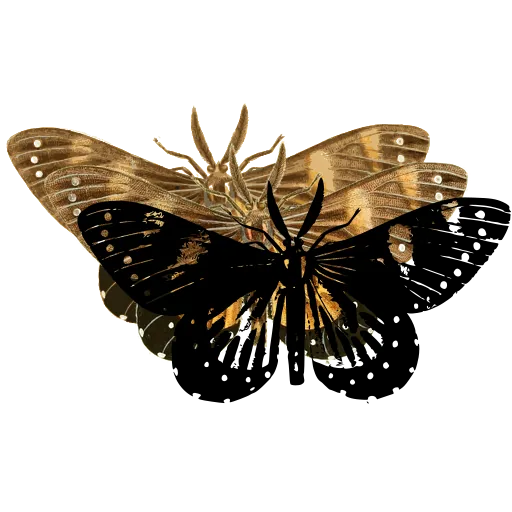 Spotted butterfly 03