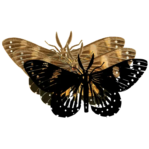 Spotted butterfly 03