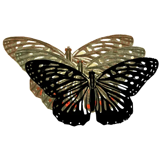 Veined butterfly 02