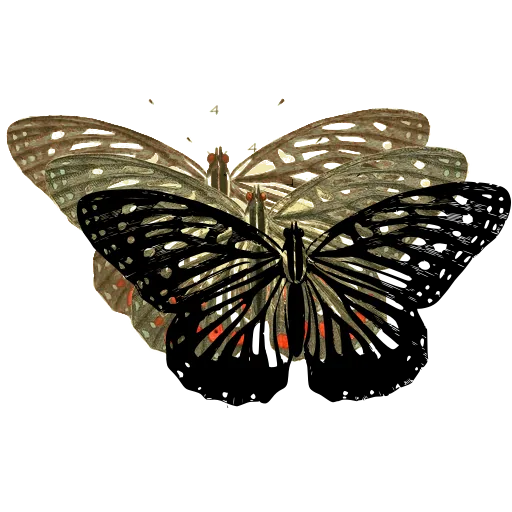Veined butterfly 02