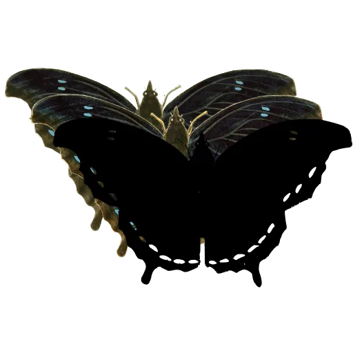 Dark butterfly with dotted border