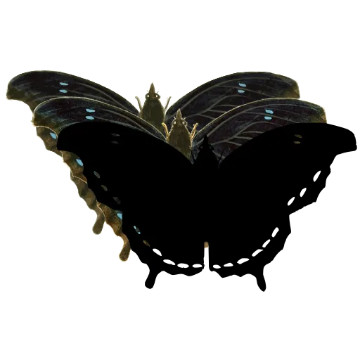 Dark butterfly with dotted border