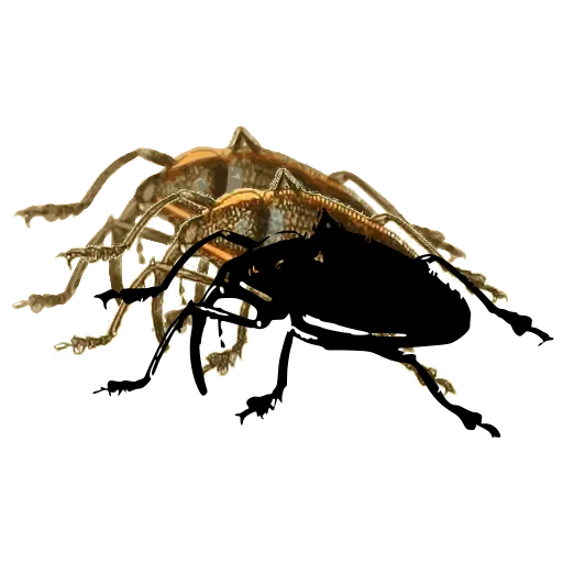 Weevil in side view 04