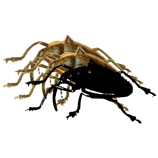 Weevil in side view 04