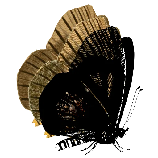 Dark butterfly in side view