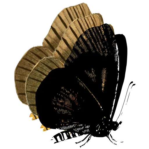 Dark butterfly in side view