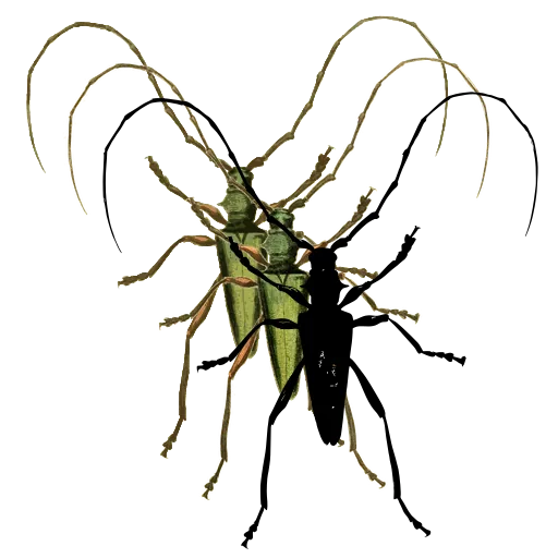 Long-horned beetle 20
