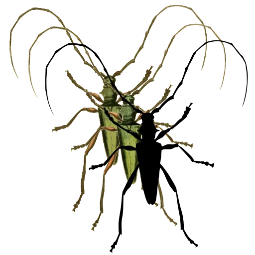 Long-horned beetle 20