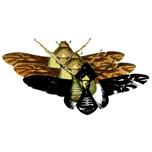 Cicada with spread wings 01