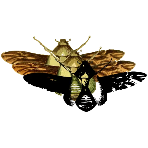 Cicada with spread wings 01