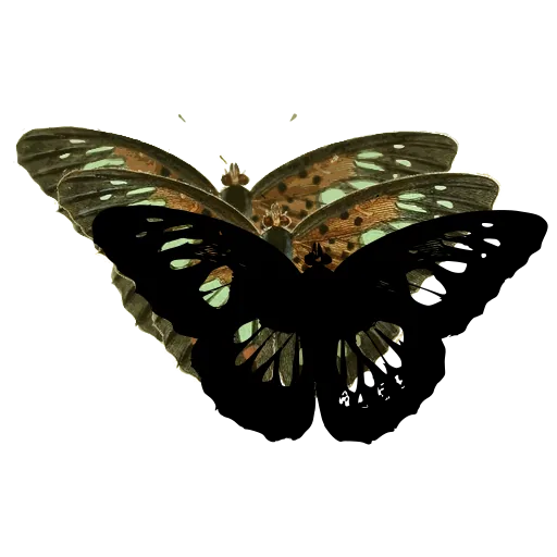 Butterfly with pale bands 01