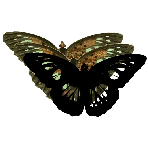 Butterfly with pale bands 01