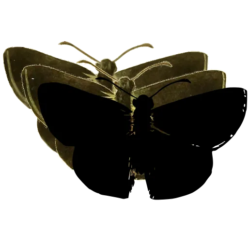 Dark butterfly 05