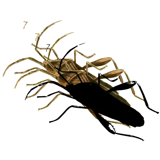 Assassin bug in side view