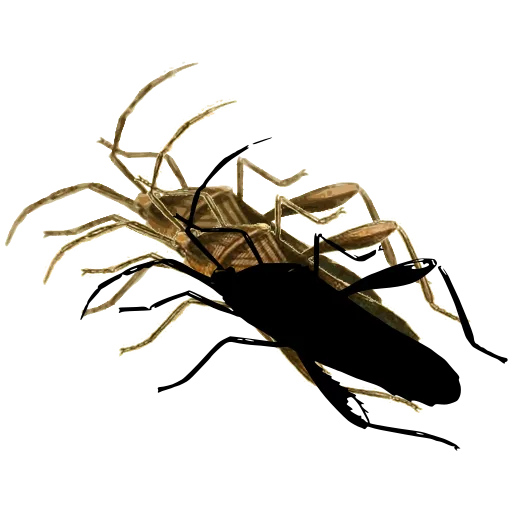 Assassin bug in side view