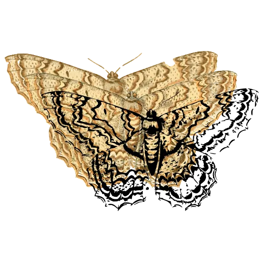 Scalloped patterned moth