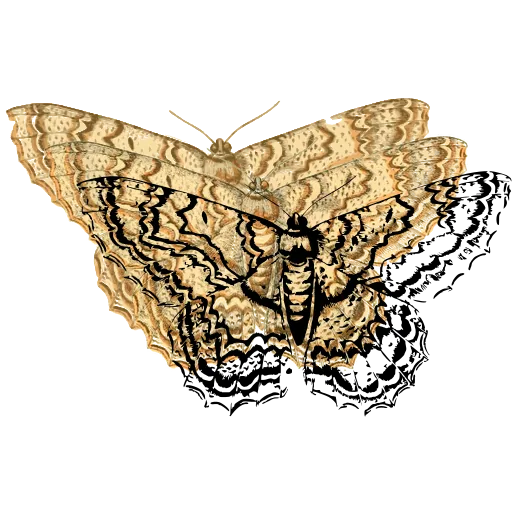 Scalloped patterned moth