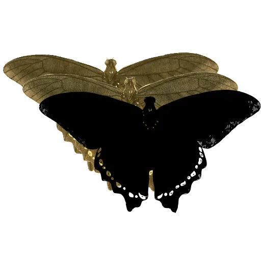 Dark butterfly with spotted border 02