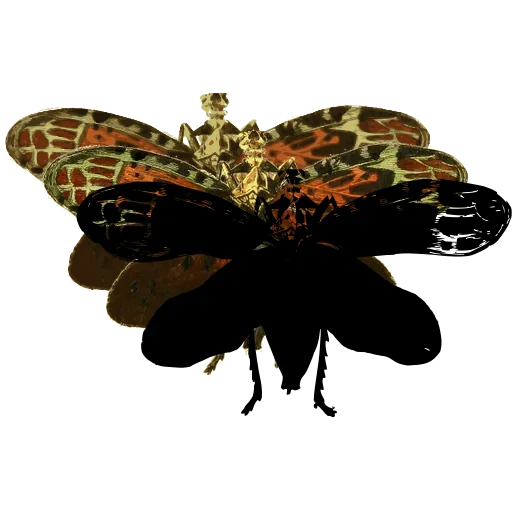 Lantern fly 03