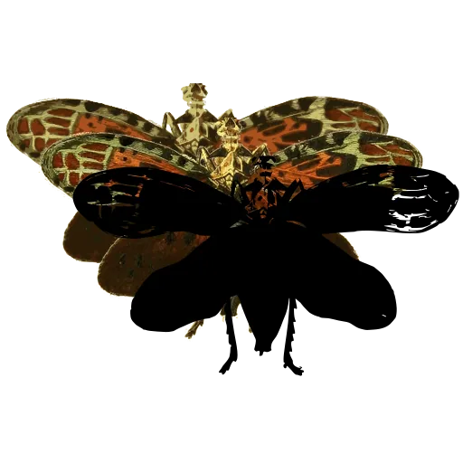 Lantern fly 03