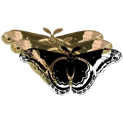 Eyed moth 02