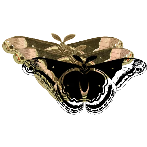 Eyed moth 02