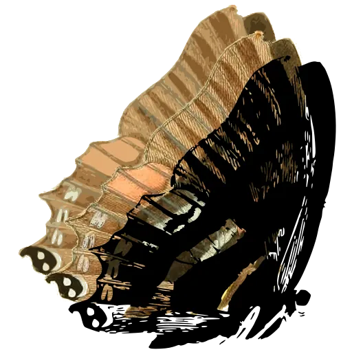 Butterfly in side view 12