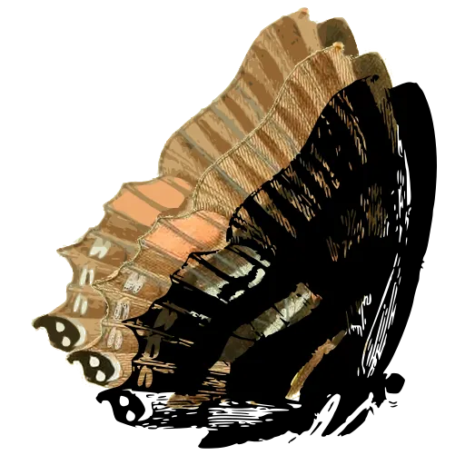 Butterfly in side view 12