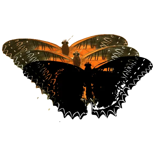 Banded butterfly 05
