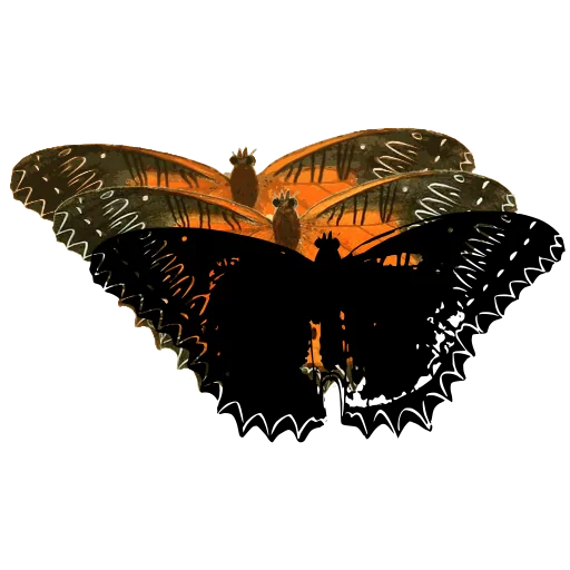 Banded butterfly 05