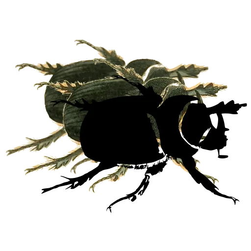 Dung beetle in side view
