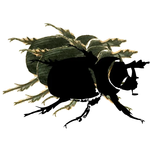 Dung beetle in side view