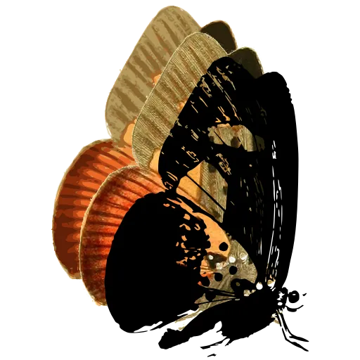 Butterfly in side view 13
