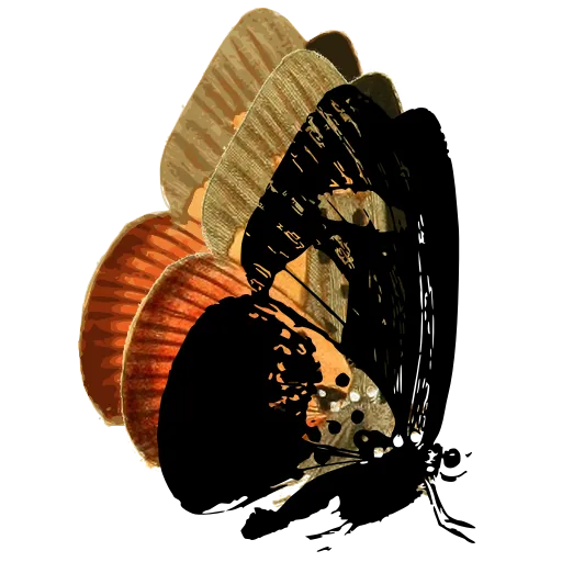 Butterfly in side view 13