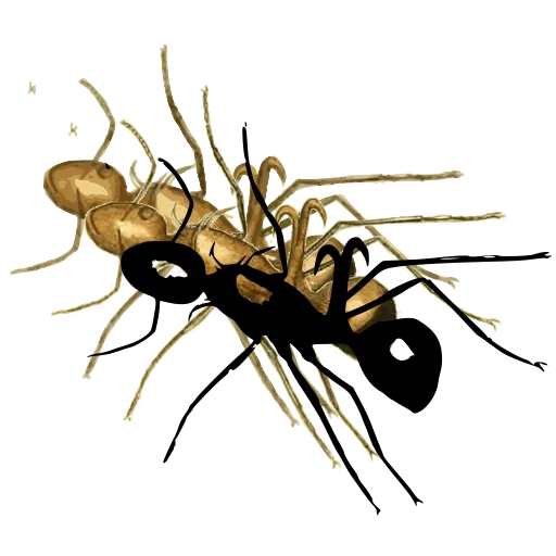 Ant 02