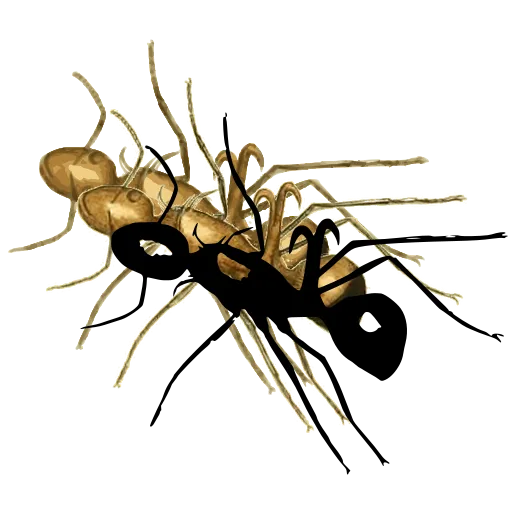Ant 02