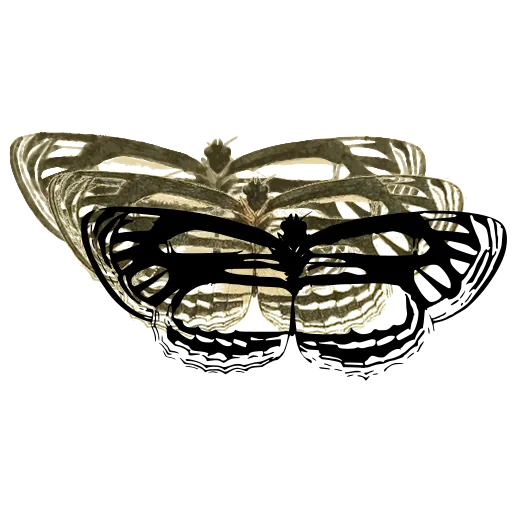 Clearwing butterfly 02
