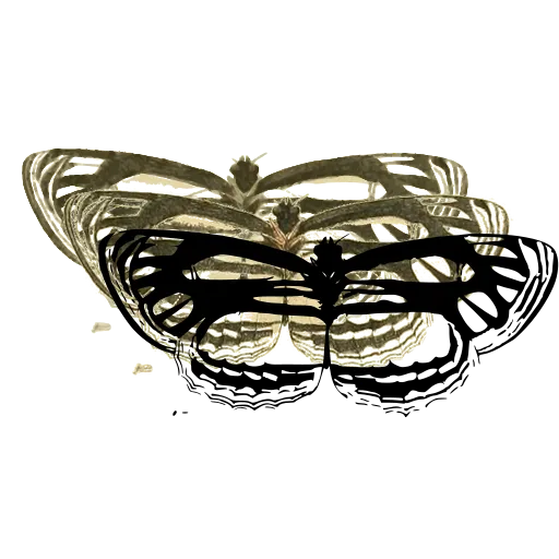Clearwing butterfly 02