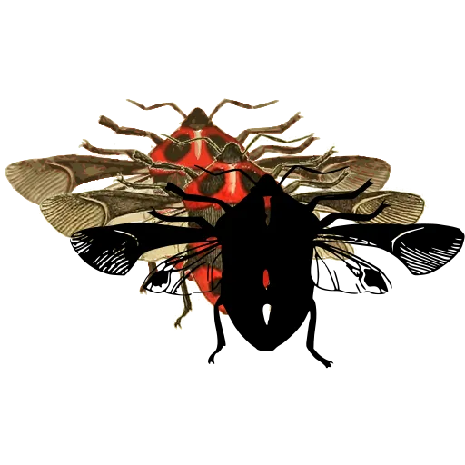 Shield bug with spread wings