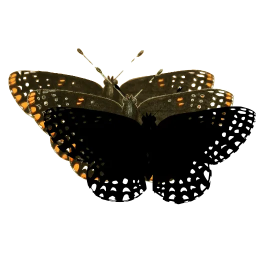 Dotted dark butterfly 04