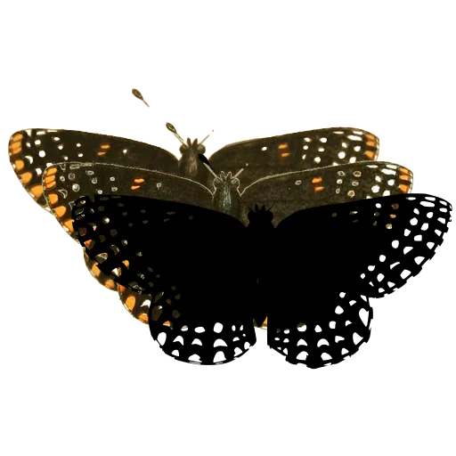 Dotted dark butterfly 04
