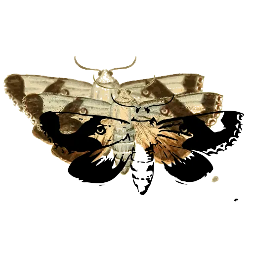 Patterned moth 03