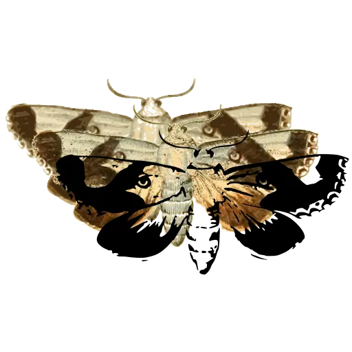 Patterned moth 03