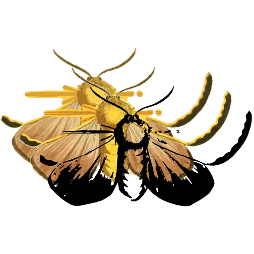Pale moth with dark borders