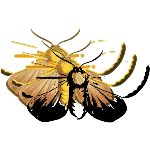Pale moth with dark borders