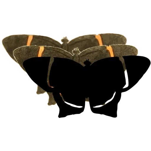 Dark moth with pale streak