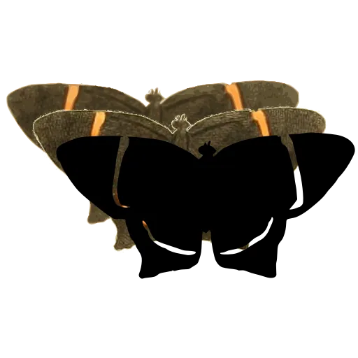 Dark moth with pale streak