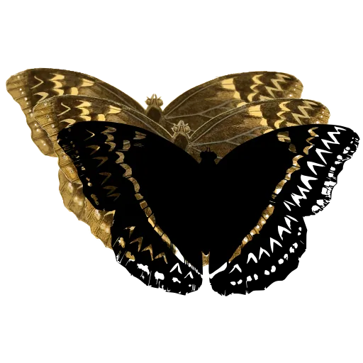 Zigzag-banded butterfly