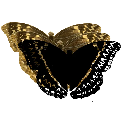 Zigzag-banded butterfly